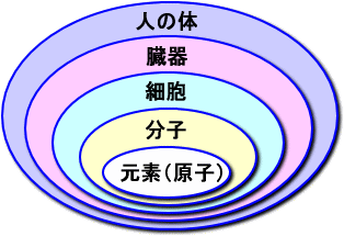 人体構成の縮図