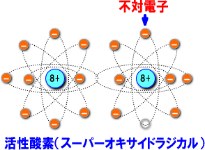活性酸素(スーパーオキサイドラジカル)