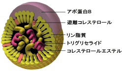 リボ蛋白(血清脂質)
