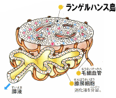 血液中のブドウ糖