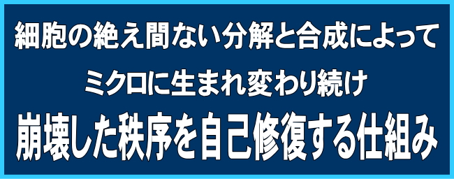 細胞の絶え間ない分解と合成によってミクロに生まれ変わり続け、崩壊した秩序を自己修復する仕組み